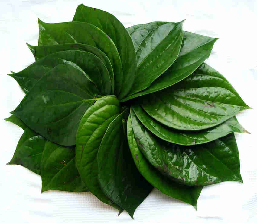 La trau khong